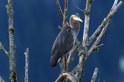 Heron Branch